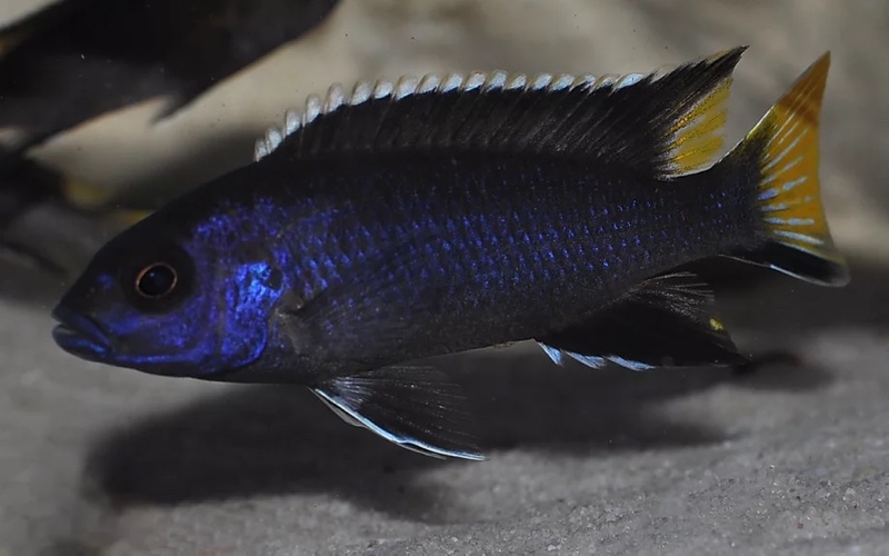 Pseudotropheus elegans 'Itungi'